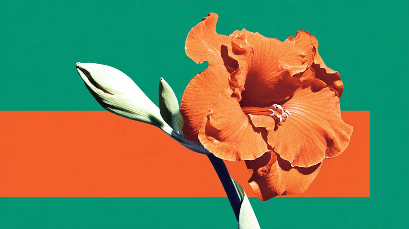 Cesto Receives a Solana Grant